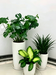海曙花木租摆租金价格-慈溪绿植租赁商家-镇海绿化养护疏枝修剪-余姚花卉租赁价格